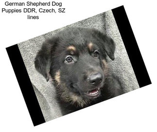 German Shepherd Dog Puppies DDR, Czech, SZ lines