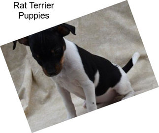 Rat Terrier Puppies