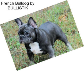 French Bulldog by BULLISTIK