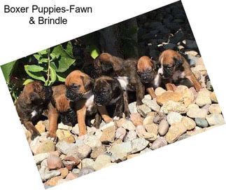 Boxer Puppies-Fawn & Brindle