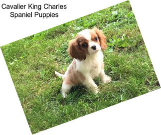 Cavalier King Charles Spaniel Puppies