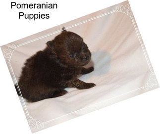 Pomeranian Puppies