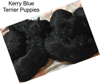 Kerry Blue Terrier Puppies