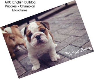 AKC English Bulldog Puppies - Champion Bloodlines