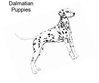 Dalmatian Puppies