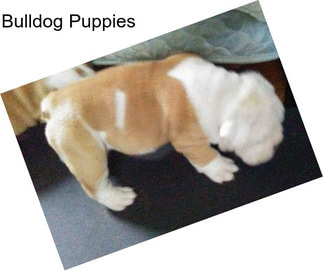 Bulldog Puppies