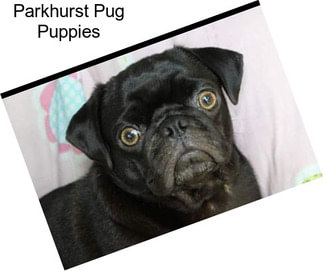 Parkhurst Pug Puppies