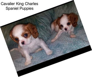 Cavalier King Charles Spaniel Puppies