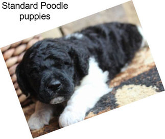 Standard Poodle puppies