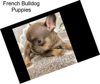 French Bulldog Puppies