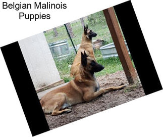 Belgian Malinois Puppies