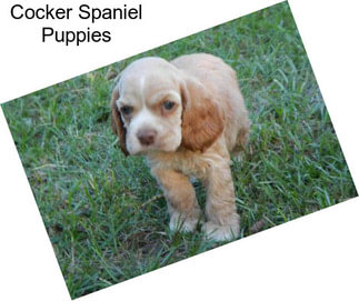 Cocker Spaniel Puppies