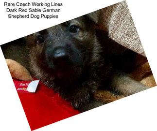 Rare Czech Working Lines Dark Red Sable German Shepherd Dog Puppies