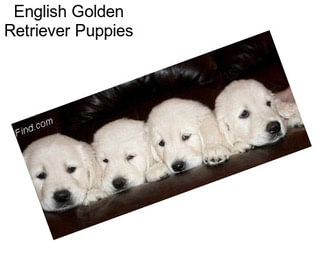 English Golden Retriever Puppies