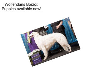 Wolfendans Borzoi: Puppies available now!