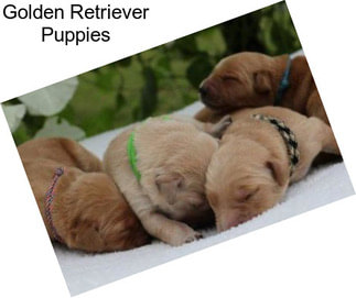 Golden Retriever Puppies