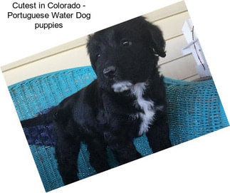 Cutest in Colorado - Portuguese Water Dog puppies