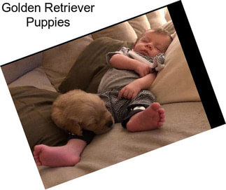 Golden Retriever Puppies