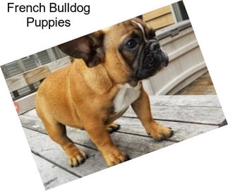 French Bulldog Puppies