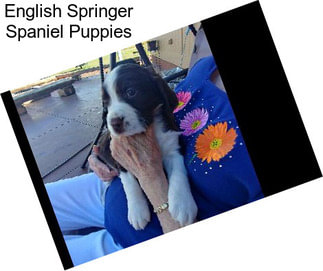 English Springer Spaniel Puppies