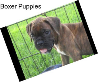 Boxer Puppies