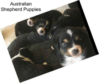 Australian Shepherd Puppies