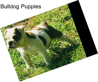 Bulldog Puppies