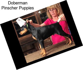 Doberman Pinscher Puppies