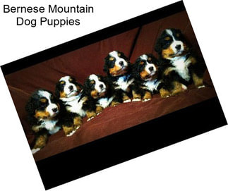 Bernese Mountain Dog Puppies