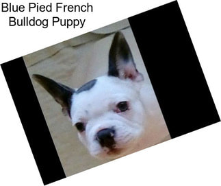 Blue Pied French Bulldog Puppy