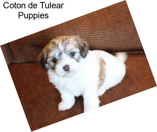 Coton de Tulear Puppies