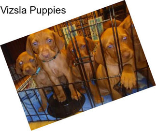 Vizsla Puppies