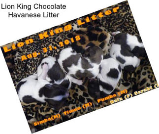 Lion King Chocolate Havanese Litter