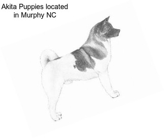 Akita Puppies located in Murphy NC