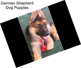 German Shepherd Dog Puppies