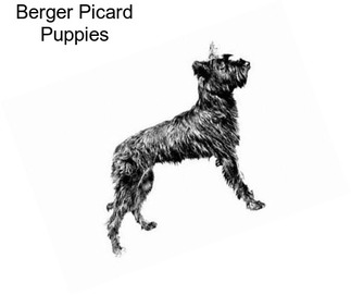 Berger Picard Puppies