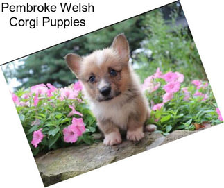 Pembroke Welsh Corgi Puppies