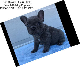 Top Quality Blue & Black French Bulldog Puppies PLEASE CALL FOR PRICES