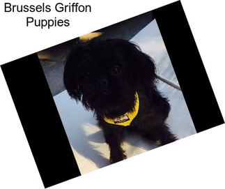 Brussels Griffon Puppies