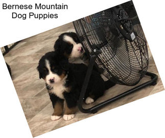 Bernese Mountain Dog Puppies