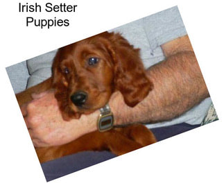 Irish Setter Puppies