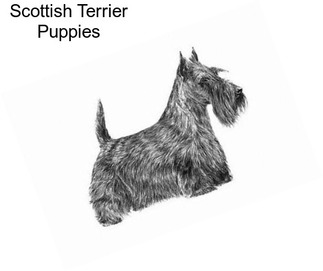 Scottish Terrier Puppies