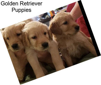 Golden Retriever Puppies