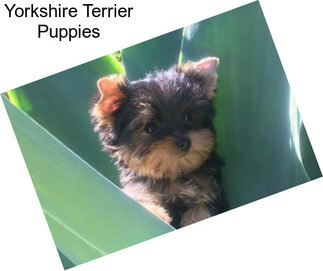 Yorkshire Terrier Puppies