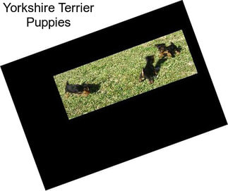 Yorkshire Terrier Puppies