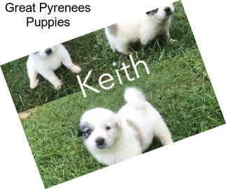 Great Pyrenees Puppies