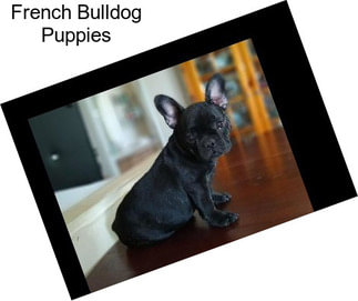 French Bulldog Puppies