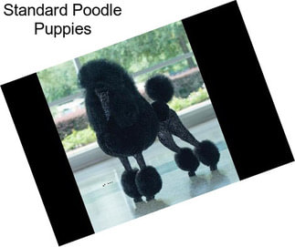 Standard Poodle Puppies