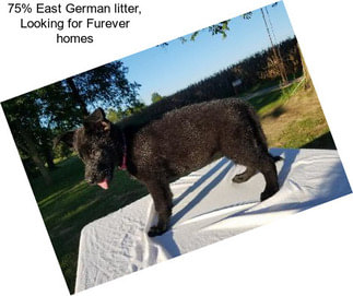 75% East German litter, Looking for Furever homes