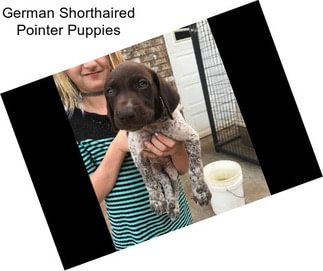 Hunting Dogs German Shorthaired Pointer For Sale In Stockton